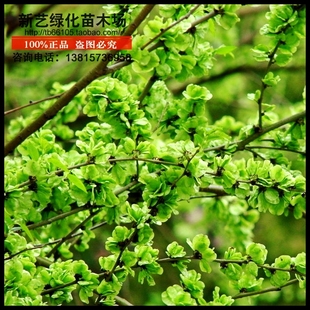 庭院树苗榆钱树苗榆树苗可以吃的榆钱树风景树盆景素材地栽榆钱树