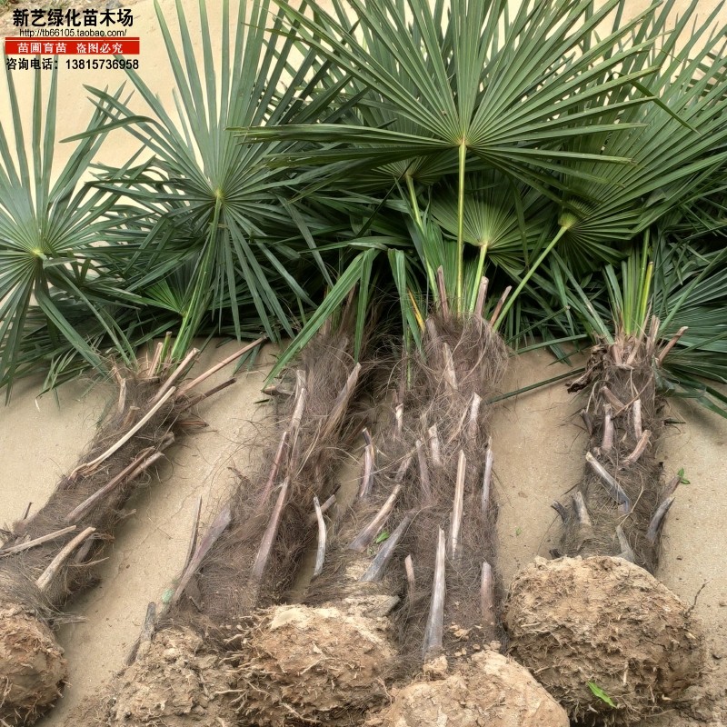 棕榈树苗葵棕榈树苗箬棕棕榈苗四季常青观赏厂区庭院别墅绿化苗木