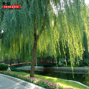 垂柳苗垂柳树苗黄金柳垂柳直柳庭院别墅河道行道风景树绿化苗木