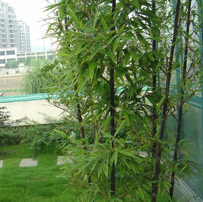 园林绿化苗竹苗四季常青竹子苗紫竹苗庭院种植青竹观赏黄金镶玉竹