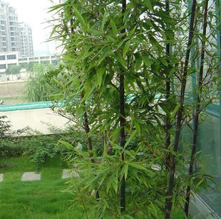园林绿化苗竹苗四季常青竹子苗紫竹苗庭院种植青竹观赏黄金镶玉竹