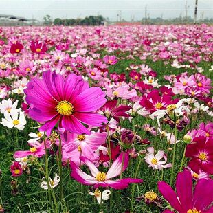 波斯菊'天鹅绒'适合春天种的花种子播种易种庭院四季花卉室外地播