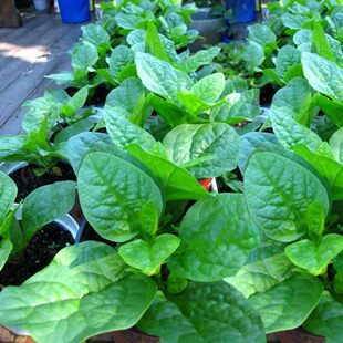 大叶圆叶木耳菜软浆叶种子阳台大田盆栽蔓生散装蔬菜种籽四季播种
