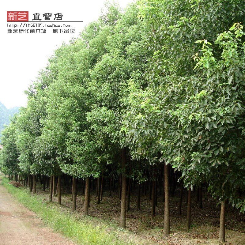 香樟香树楠木香樟树苗庭院别墅绿化苗木四季常青风景观赏行道树苗