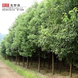 香樟树苗庭院别墅绿化苗木风景
