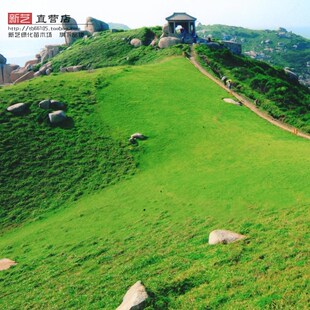 绿化地被草坪果岭草草坪四季 常青庭院花园草坪草成品真草坪