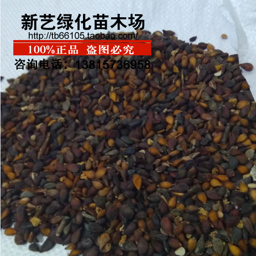 种子野生嫁接砧木种子