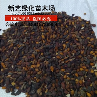 梨树种子梨树种子野生梨种子野梨子土梨树果树种子嫁接砧木种子