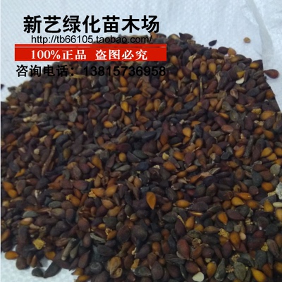 种子野生嫁接砧木种子