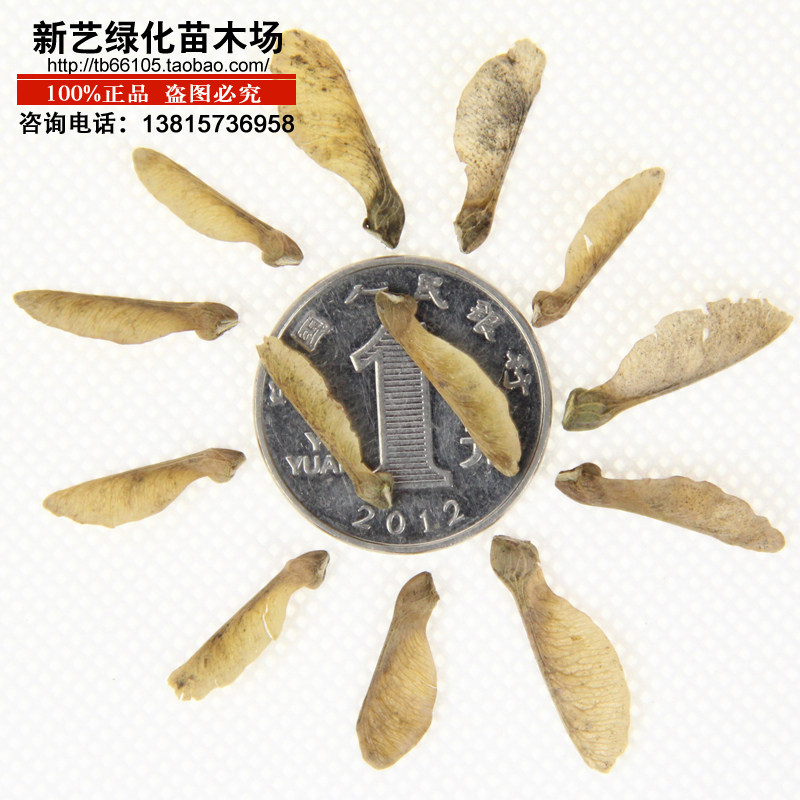 三角枫三角枫种子枫树种子当年新采林木新种子