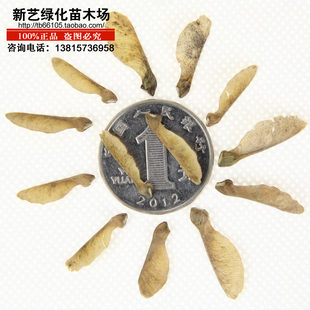 三角枫三角枫种子枫树种子当年新采林木新种子
