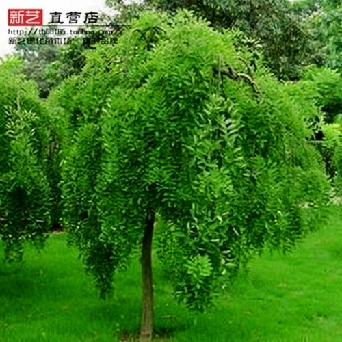 龙爪槐绿化苗木垂槐造型观赏