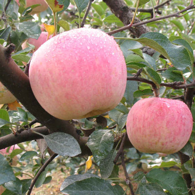 果树苹果树苗蔬菜种子