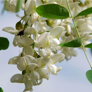 绿化苗行道风景树槐树苗紫花槐紫穗槐刺槐洋槐树苗花可入药可食用