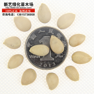 枸桔种子枸橘种子铁篱寨臭橘种子枸橘李臭杞构橘新采收果树种子