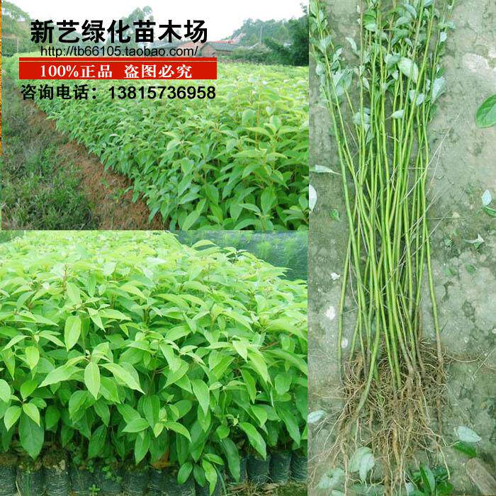 香樟树苗绿化苗木樟树木樟乌樟芳樟树四季常青庭院树香樟香樟树苗