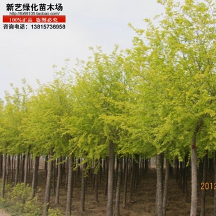 绿化苗木榆树榆树苗黄金榆榆钱树苗金叶榆树黄叶榆金色叶子榆树苗