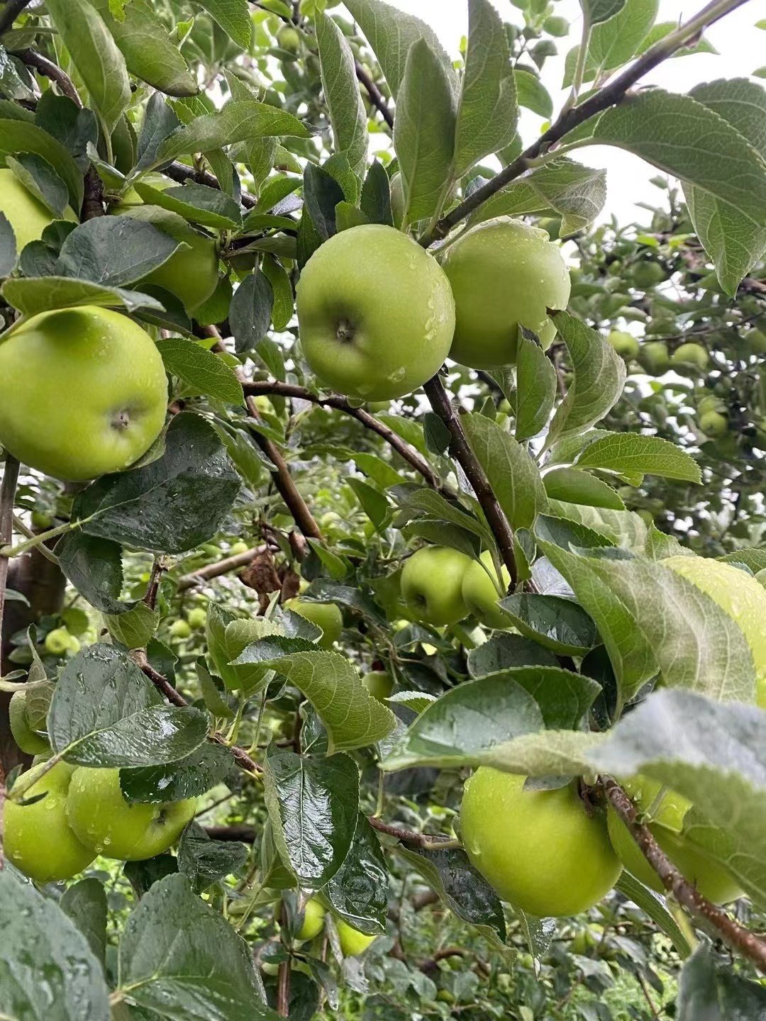 云南昭通青香蕉青苹果纯甜无酸