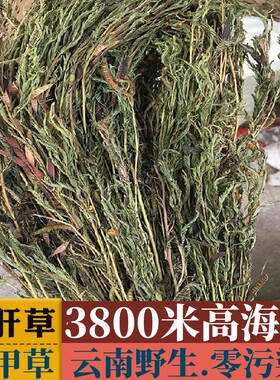 铁甲草软肝草中药材益肝草