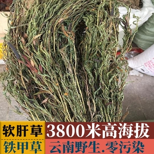 云南野生软肝草中草药高海拔生长铁甲草含羞草草中药材