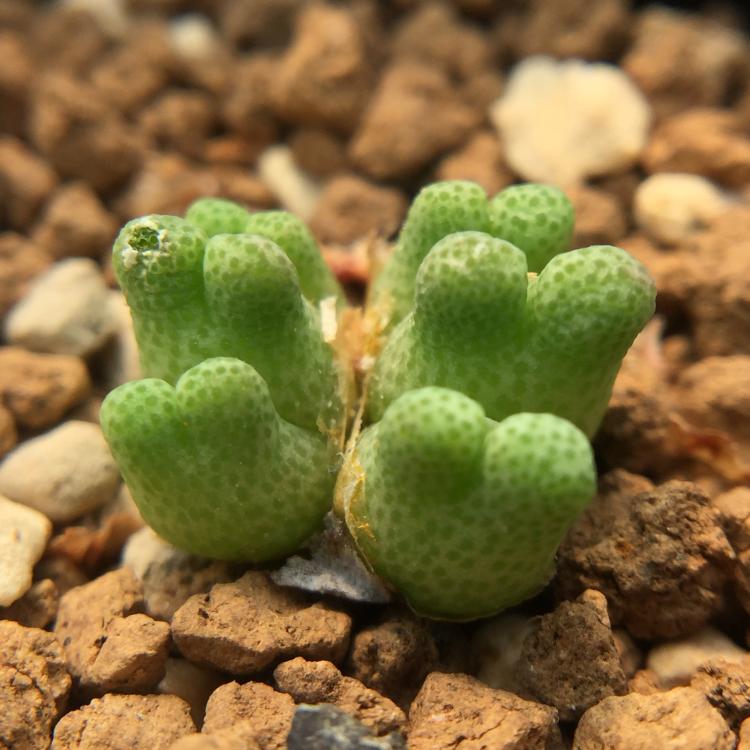 1611斑马 肉锥 6头群生 多肉植物 番杏科 一物一拍 0403