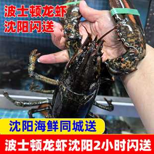 波士顿龙虾沈阳辽宁同城闪送大虾奥龙波龙水产送礼海鲜保鲜不保活