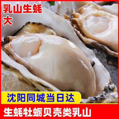 生蚝贝壳海鲜水产牡蛎一份斤装