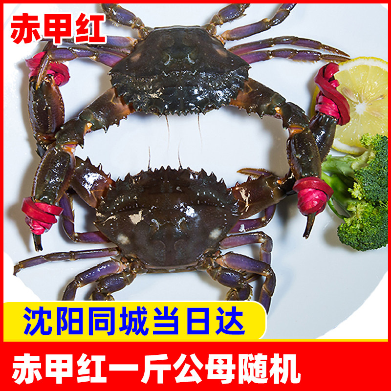 赤甲红螃蟹骡子蟹一斤装辽宁沈阳同城闪送河蟹带皮套新鲜水产鲜活
