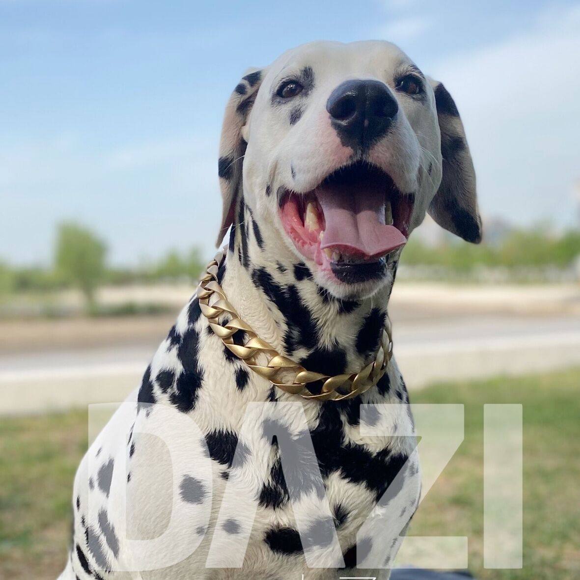 中大型犬土豪亚光金色项链轻便装酷型狗包邮
