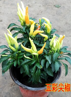 可食用椒盆栽带果发货可食用椒树苗阳台盆栽朝天椒可食用辣椒五彩
