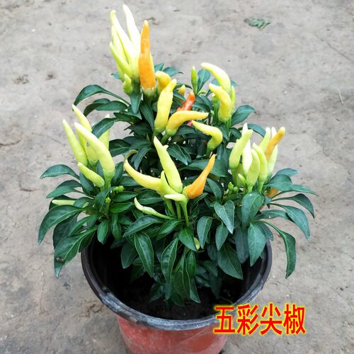 可食用五彩盆栽朝天椒树苗