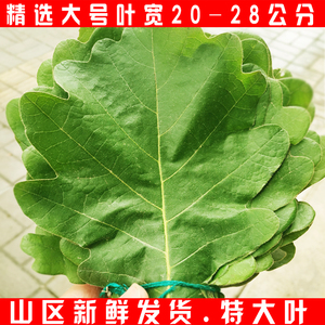 新鲜菠萝叶子粽子叶伯乐叶槲叶柞树叶槲叶玻璃叶饼孛椤叶饼特大号
