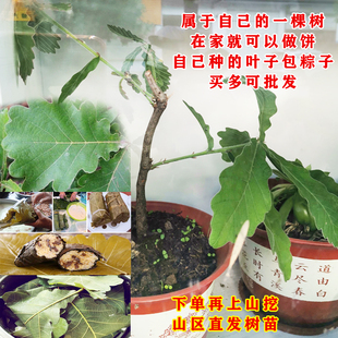 柞树苗玻璃叶饼槲叶树小苗包粽子蒸馒头包子伯乐叶桲椤叶胡叶树苗