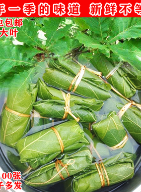 新鲜粽子叶菠萝叶槲叶大号胡叶伯乐叶柞树玻璃叶饼桲楞叶子送线绳