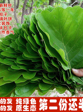 槲叶新鲜柞树叶伯乐叶桲椤叶饼大号玻璃叶菠萝叶饼粽子叶100张