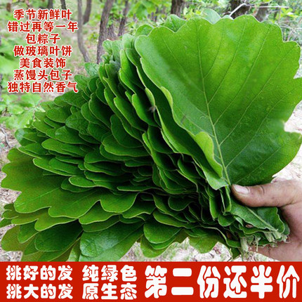 槲叶新鲜柞树叶伯乐叶桲椤叶饼大号玻璃叶菠萝叶饼粽子叶100张