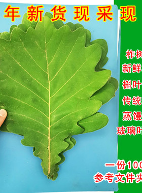 桲楞叶伯乐叶玻璃叶饼菠萝柞树叶