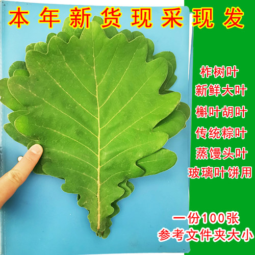 桲楞叶伯乐叶玻璃叶饼菠萝柞树叶