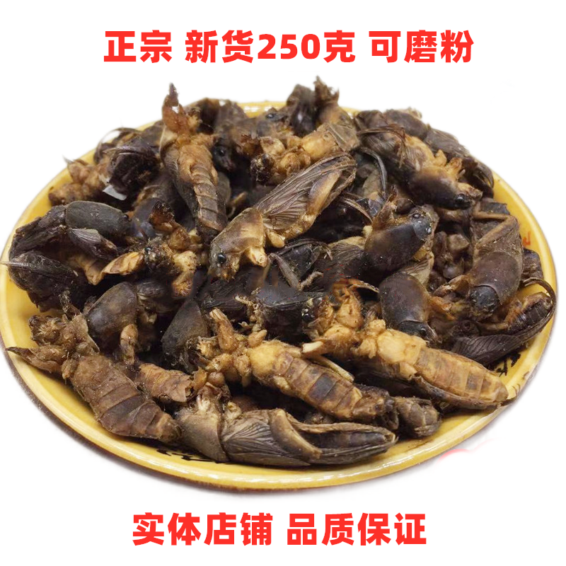 中药材土狗正宗250克蝼蛄干新货野生地蝲蛄,蝲蝲蛄,扒狗可磨粉
