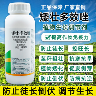 矮壮剂多效唑控旺药剂花卉小麦玉米水仙果树植物生长调节剂农药