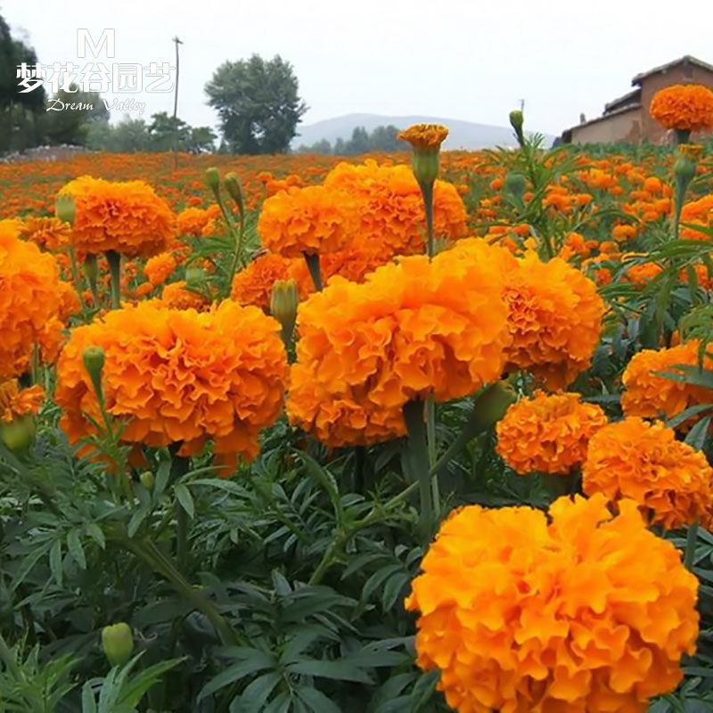 万寿菊花种子四季易活开花室内庭院阳台花卉盆栽花籽种子金菊花种
