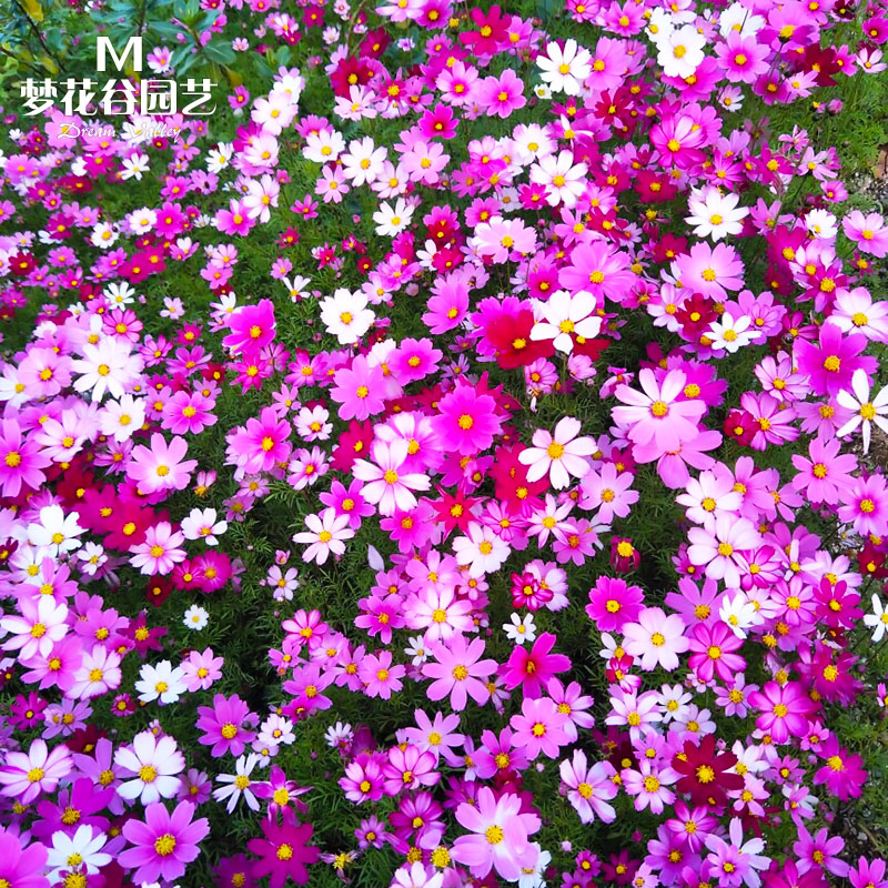 コスモスの種の種の七色の桑の花は四季に花が咲きやすいです。活きやすい花種の室外混合野花の組み合わせの花です。