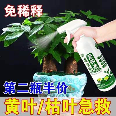 适合各种花的营养液发财树叶子发黄怎么办发财树专用肥拯生根药水