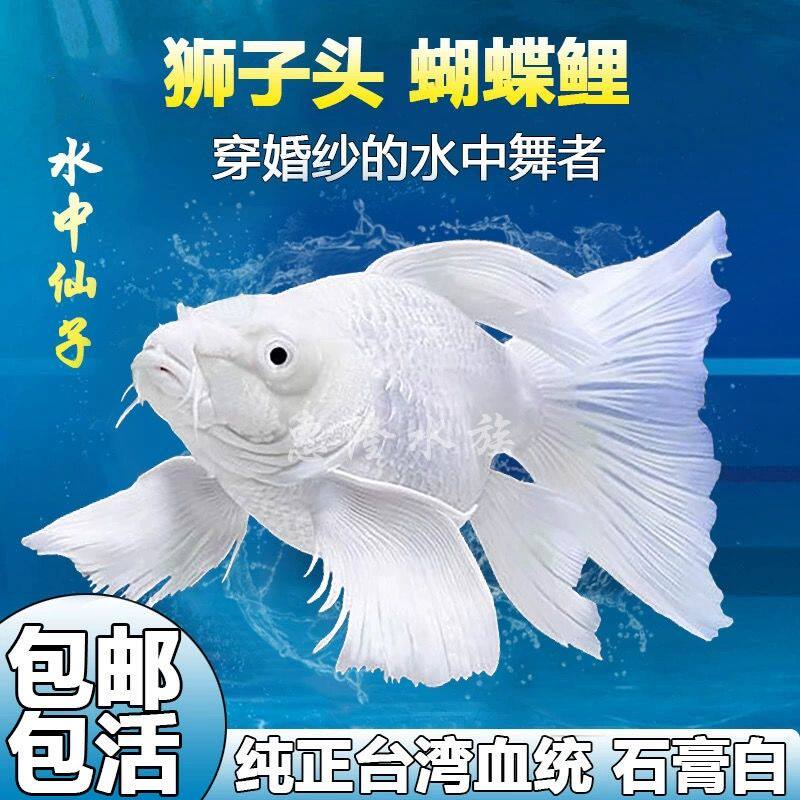 台湾贵妃普身锦鲤鱼蝴蝶锦鲤观赏鱼短身淡水冷水活体纯种长尾鱼苗