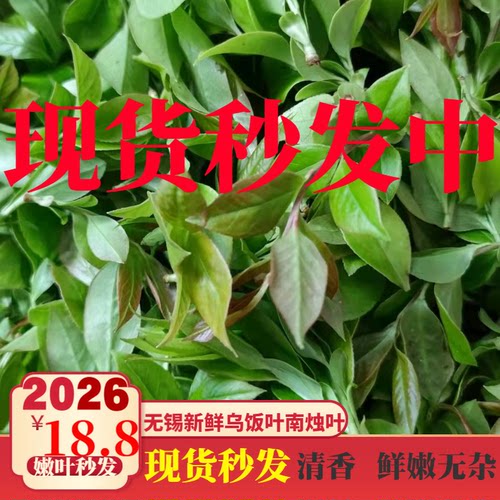 2026新鲜野生乌饭南烛叶乌米粽子