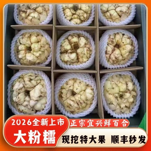 宜兴2026现挖新鲜百合食用大百合