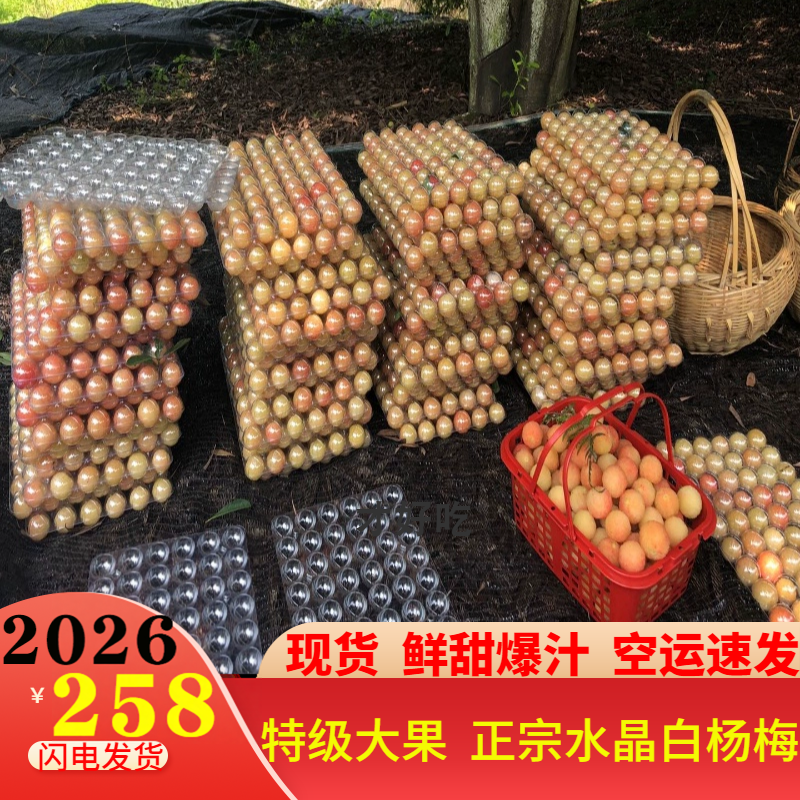 稀有品种正宗无锡马山杨梅余姚水晶杨梅白杨梅孕妇新鲜水果礼盒装
