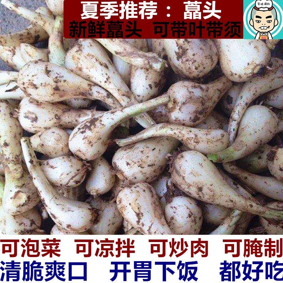 荞头新鲜藠头四川农家自种现挖茭头不带须叶薤头腌制泡菜苦荞3斤