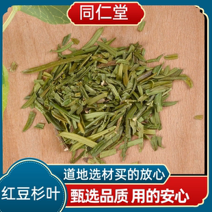 同仁堂中药材 红豆杉叶 红豆杉树叶茶新货上市多规格可选
