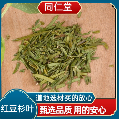 同仁堂中药材 红豆杉叶 红豆杉树叶茶新货上市多规格可选